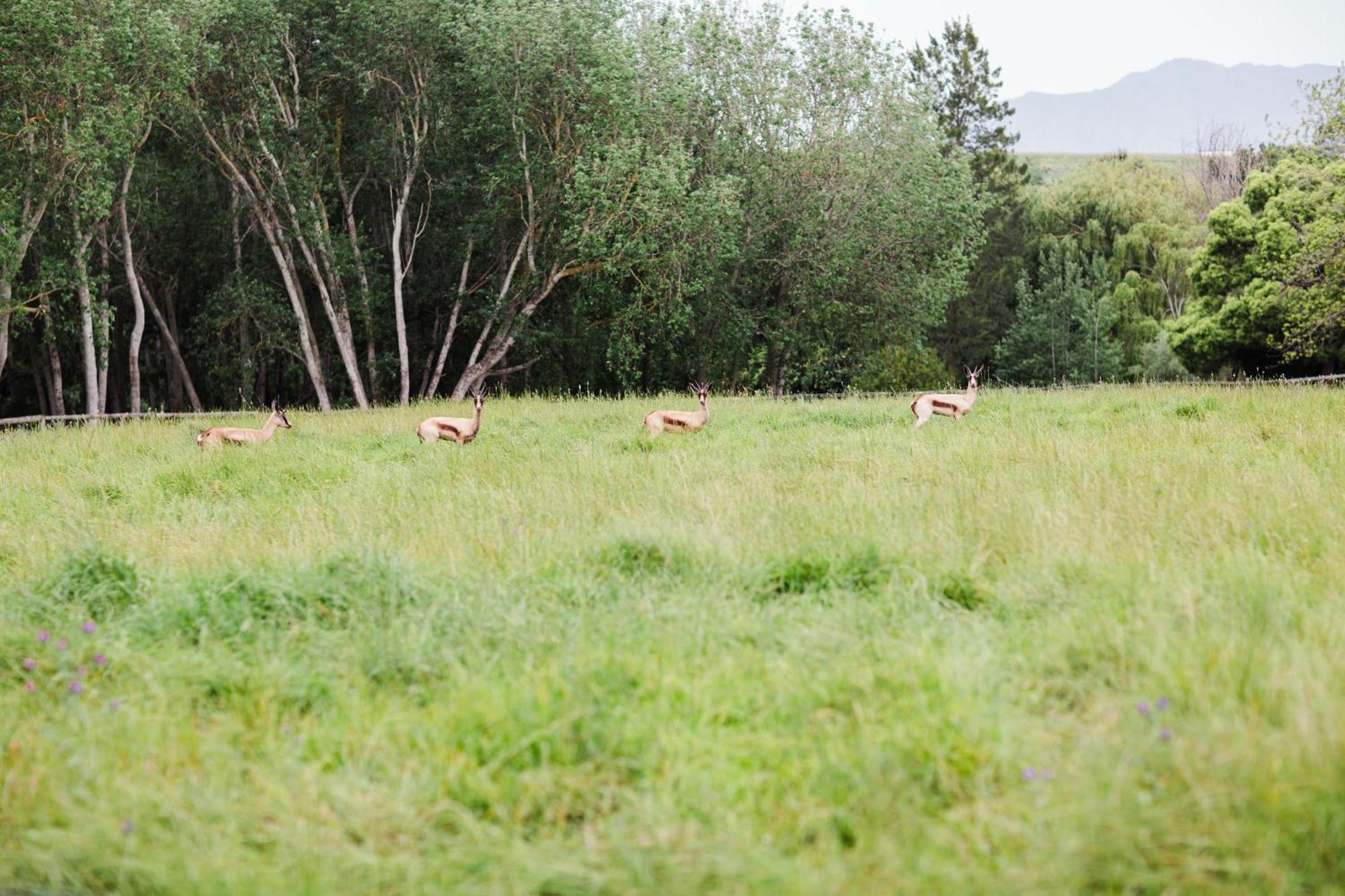 Bed and Breakfast Marshden Estate Stellenbosch Exterior foto